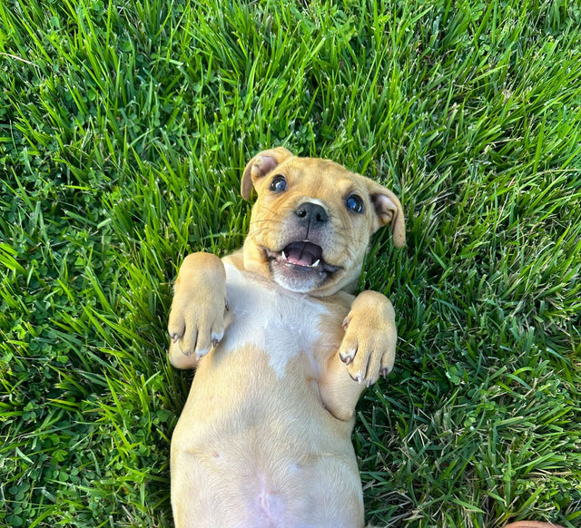 PUPEYE: The Dog Carrying the Legacy