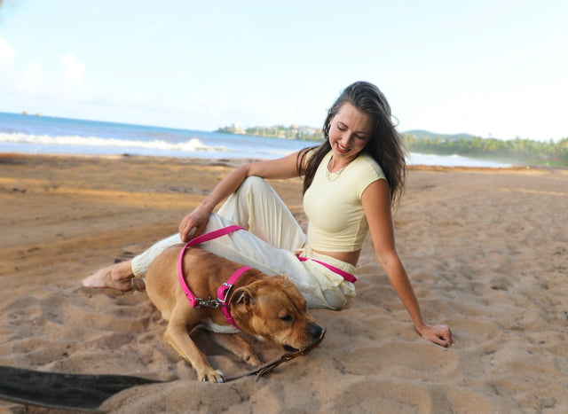 Set: Collar & Hands-Free Leash | Pink - Explorer