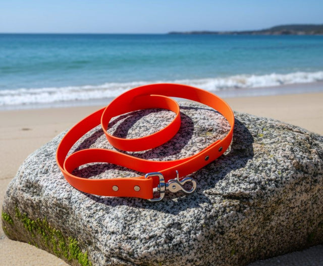 Classic Leash | Orange - Explorer
